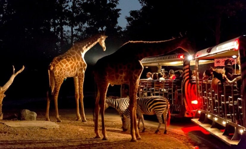 SINGAPORE NIGHT SAFARI