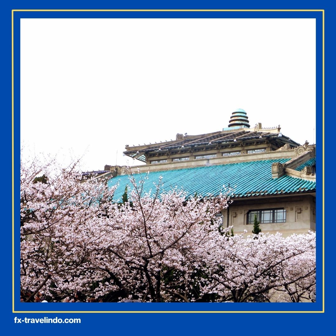Bunga Sakura di China