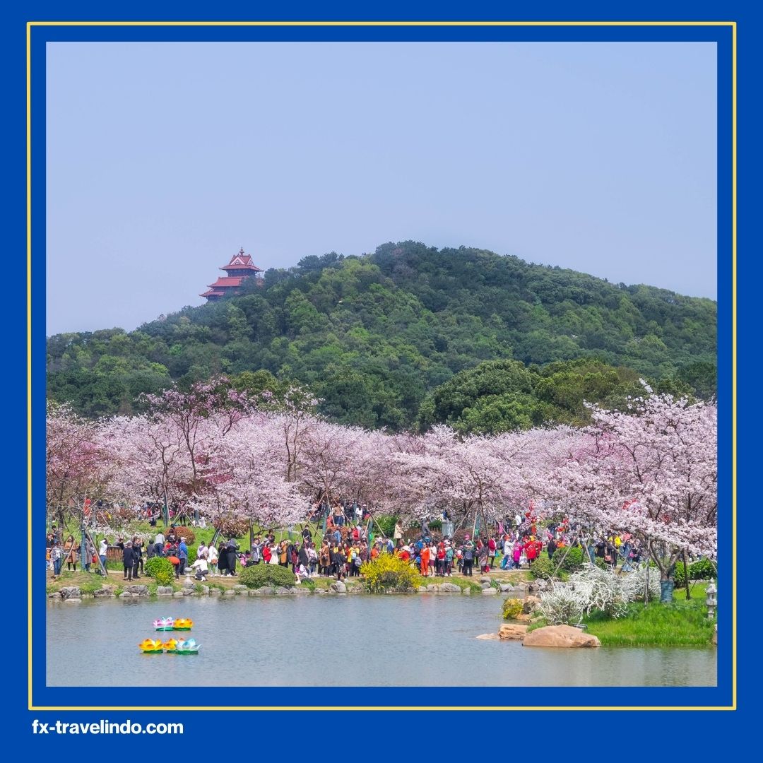 Bunga Sakura di China