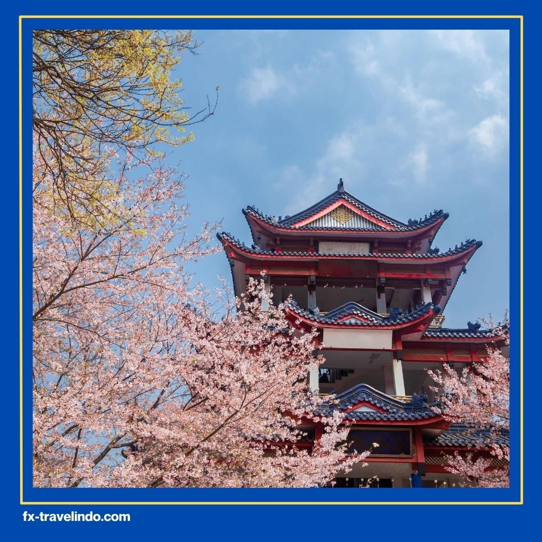 Bunga Sakura di China