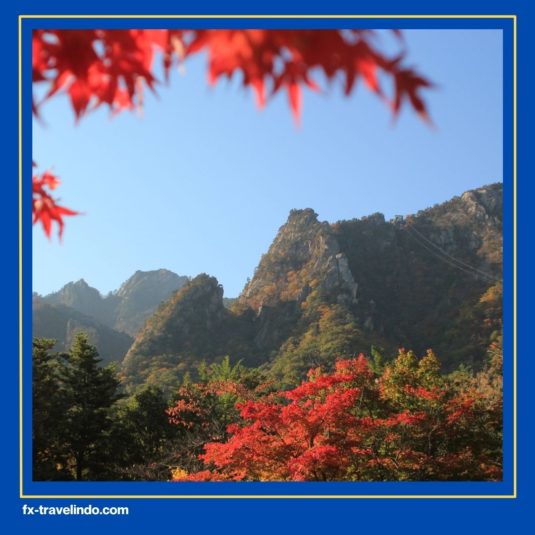 Nami Island Tour