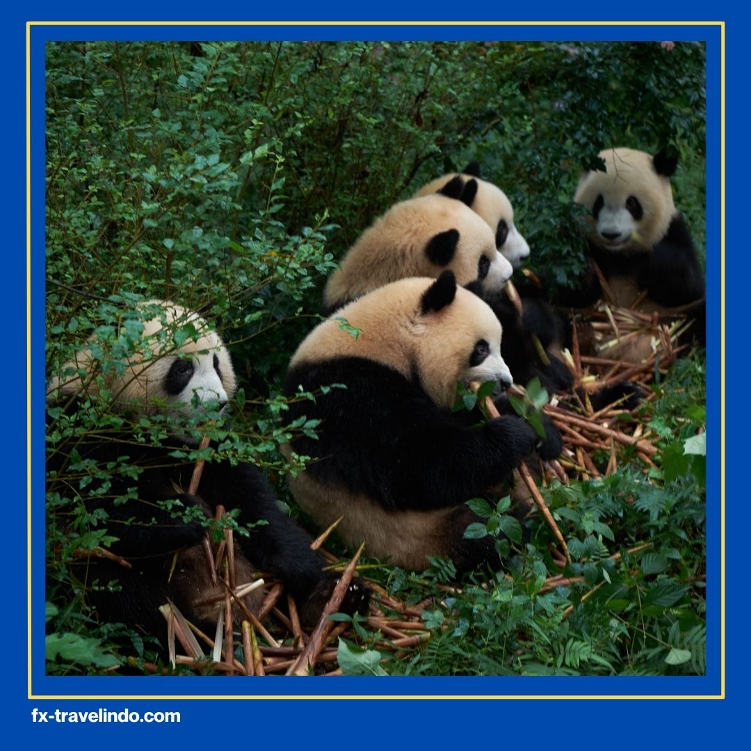 Tempat Melihat Panda di China