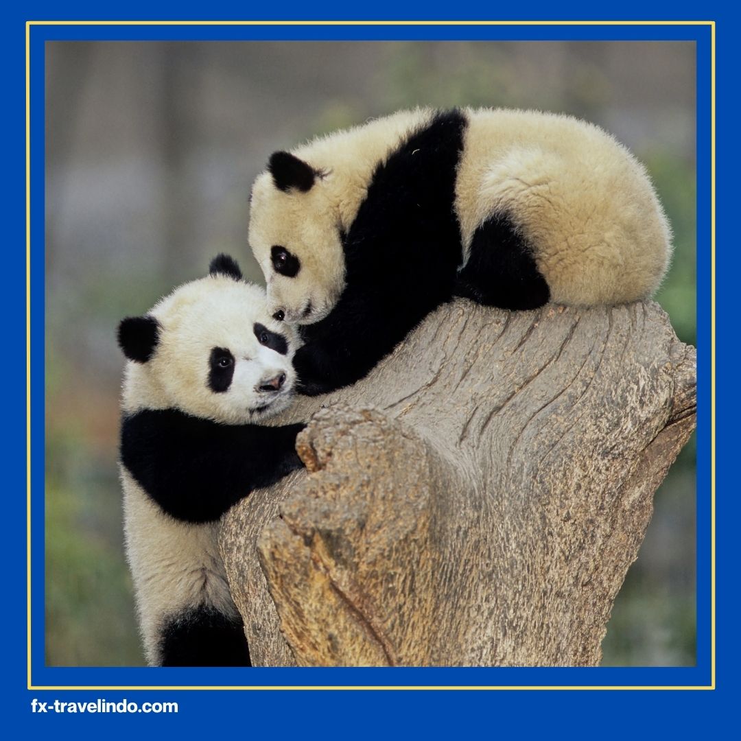 Tempat Melihat Panda di China