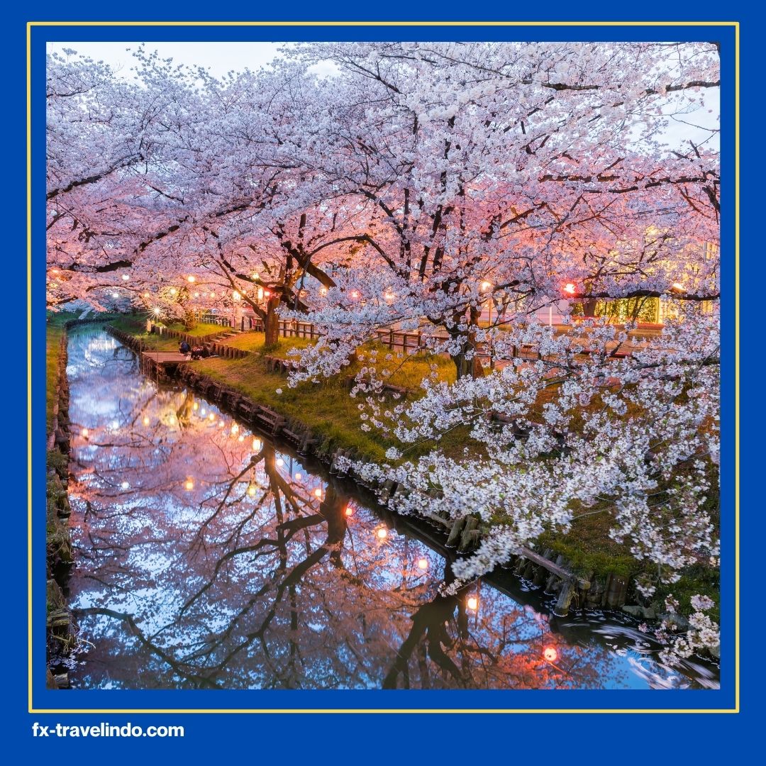 Bunga Sakura Jepang