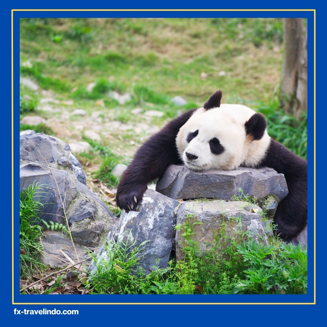 Tempat Melihat Panda di China