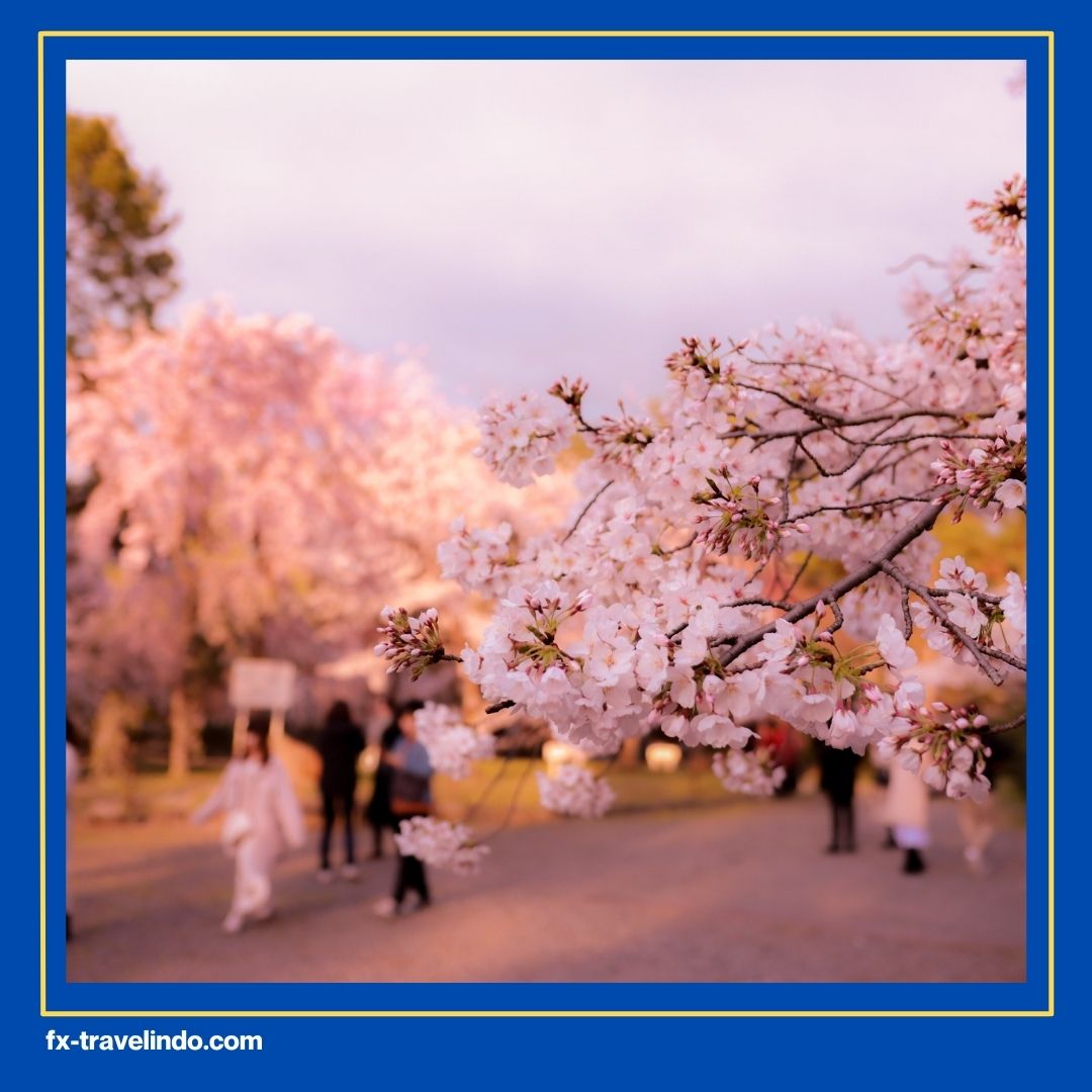 Bunga Sakura Jepang