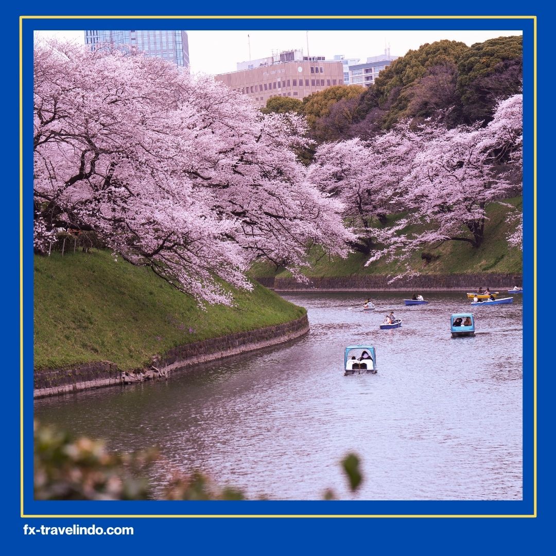 Bunga Sakura Jepang
