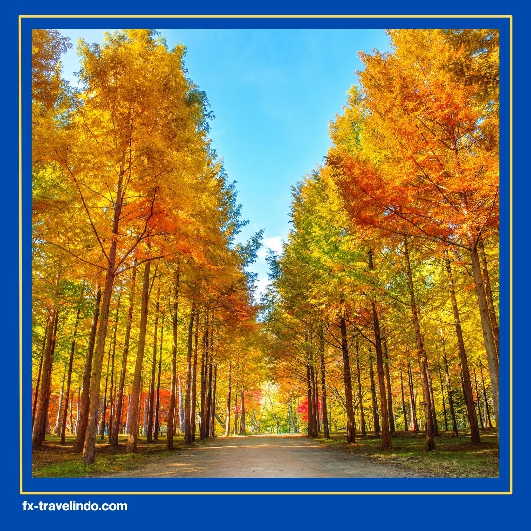 Autumn Tour Korea